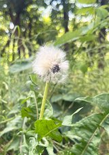 Auslöser der Pollenallergie